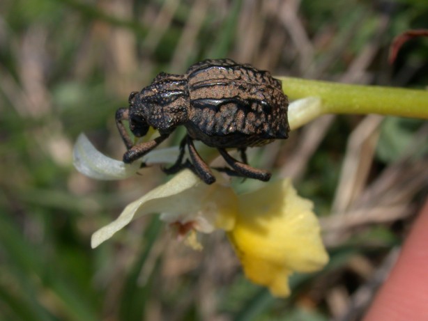 aiuto identificazione?